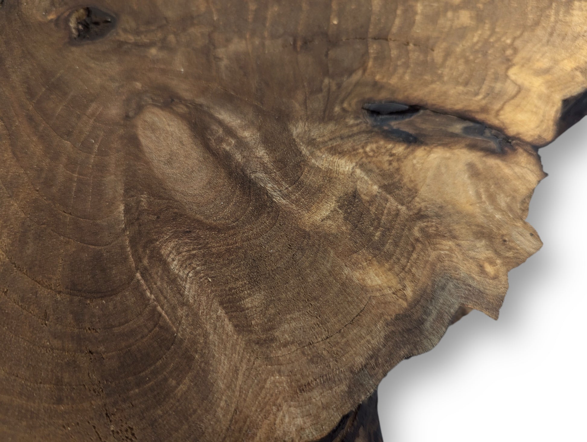 Close-up of a dark brown English walnut root wood slice showing intricate swirling grain patterns and dark voids.