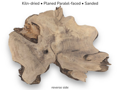 Annotated image: Irregular, light brown English walnut root slice, reverse side, smooth, with grain.