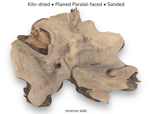 Annotated image: Irregular, light brown English walnut root slice, reverse side, smooth, with grain.