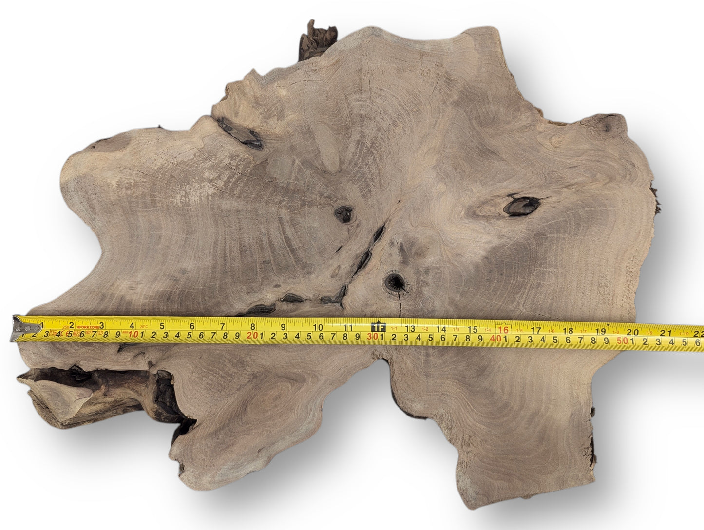 Irregularly shaped English walnut root wood slice showing intricate grain, dark voids, and a yellow measuring tape.