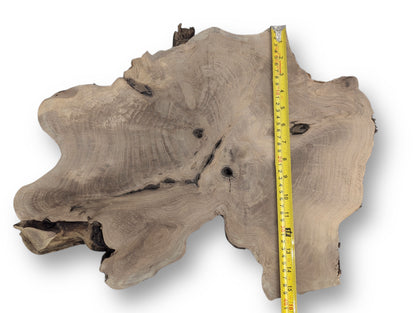Light brown English walnut root wood slice displays an irregular shape, dark grain, voids, and a yellow measuring tape.