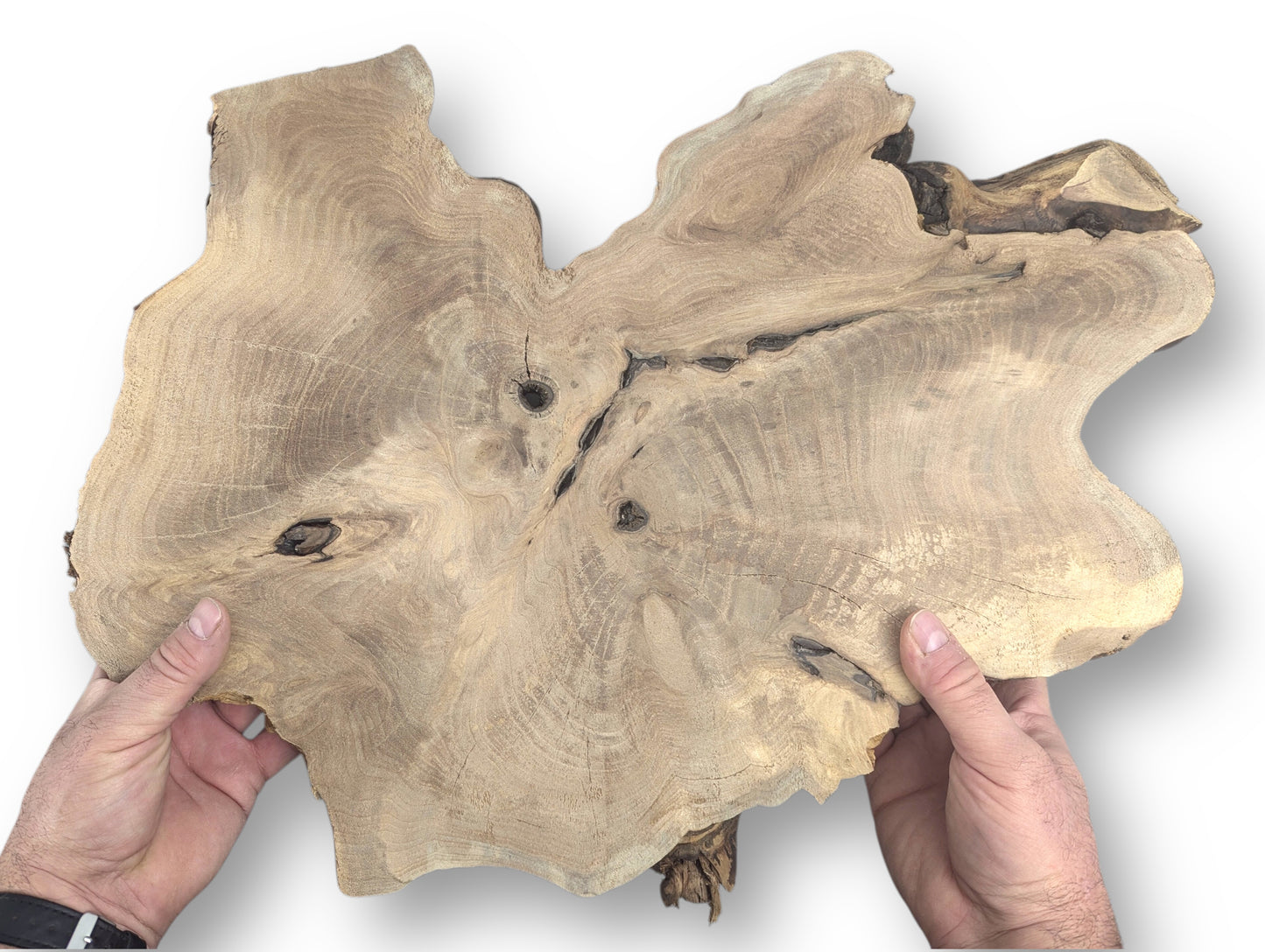 Two hands hold a planed, irregular English walnut root wood slice, light brown with visible grain and knots.