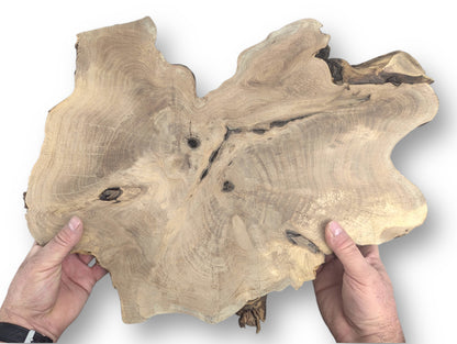 Two hands hold a planed, irregular English walnut root wood slice, light brown with visible grain and knots.