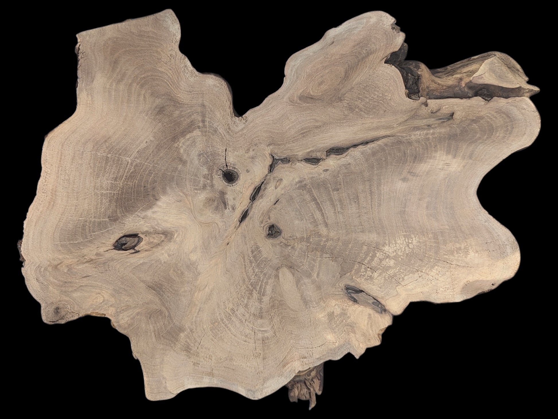 Irregularly shaped English walnut root wood slice shows light brown color, distinct growth rings, and dark voids.
