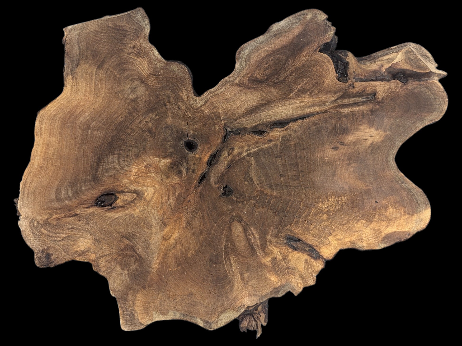 A planed, irregularly shaped English walnut root wood slice displaying varied brown tones, intricate grain, and small knots.