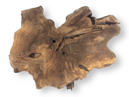English walnut root wood slice featuring an irregular shape, prominent swirling grain, rich brown colors, and dark voids.