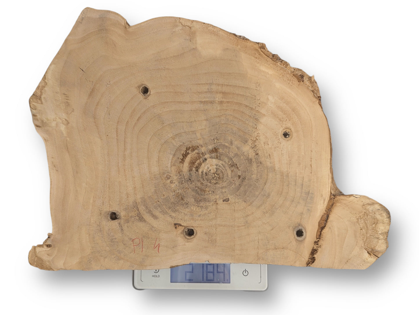 Natural light brown live edge wood slice, annual rings, six holes, and 218.4 on a scale.