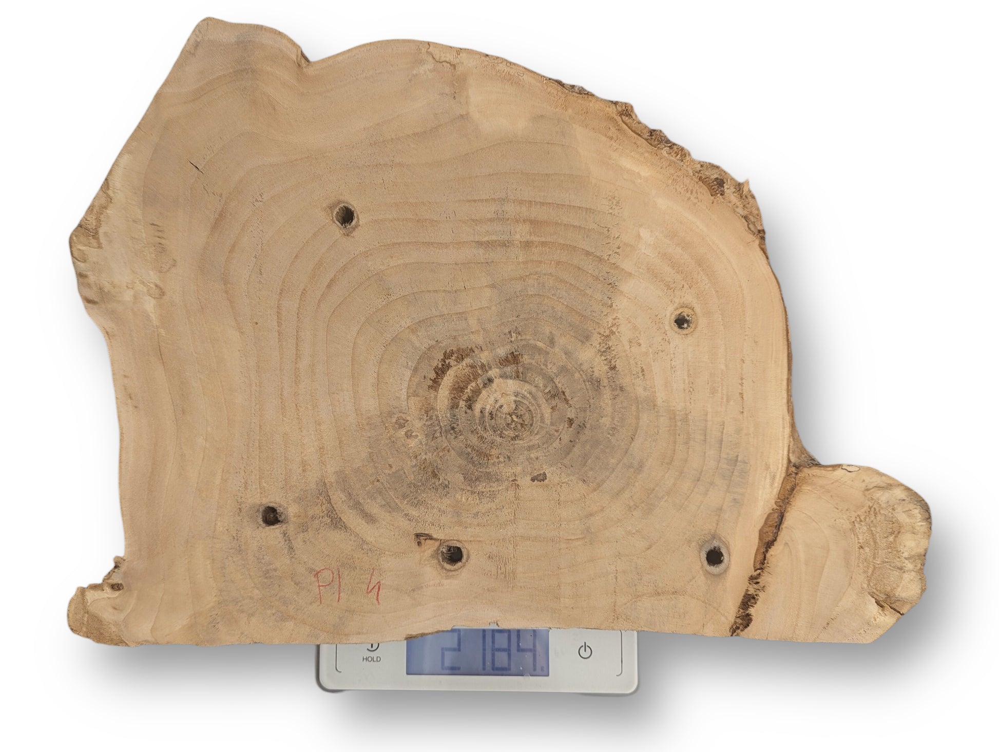 Natural light brown live edge wood slice, annual rings, six holes, and 218.4 on a scale.