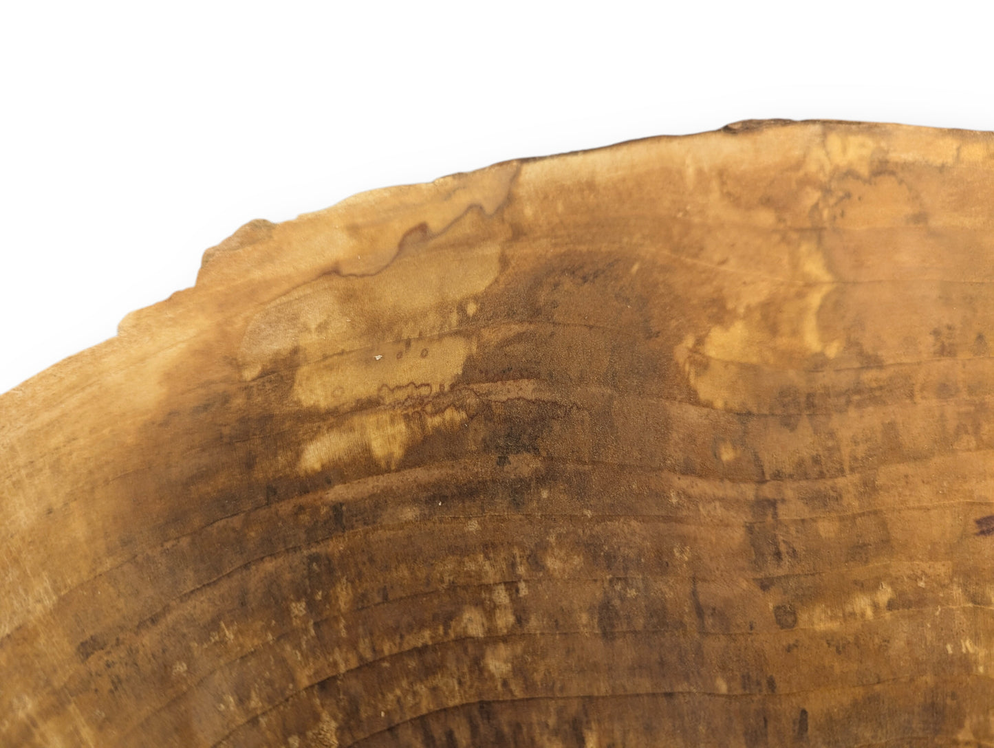 Irregular wood slice fragment with natural top edge, displaying concentric annual rings in varied brown tones.