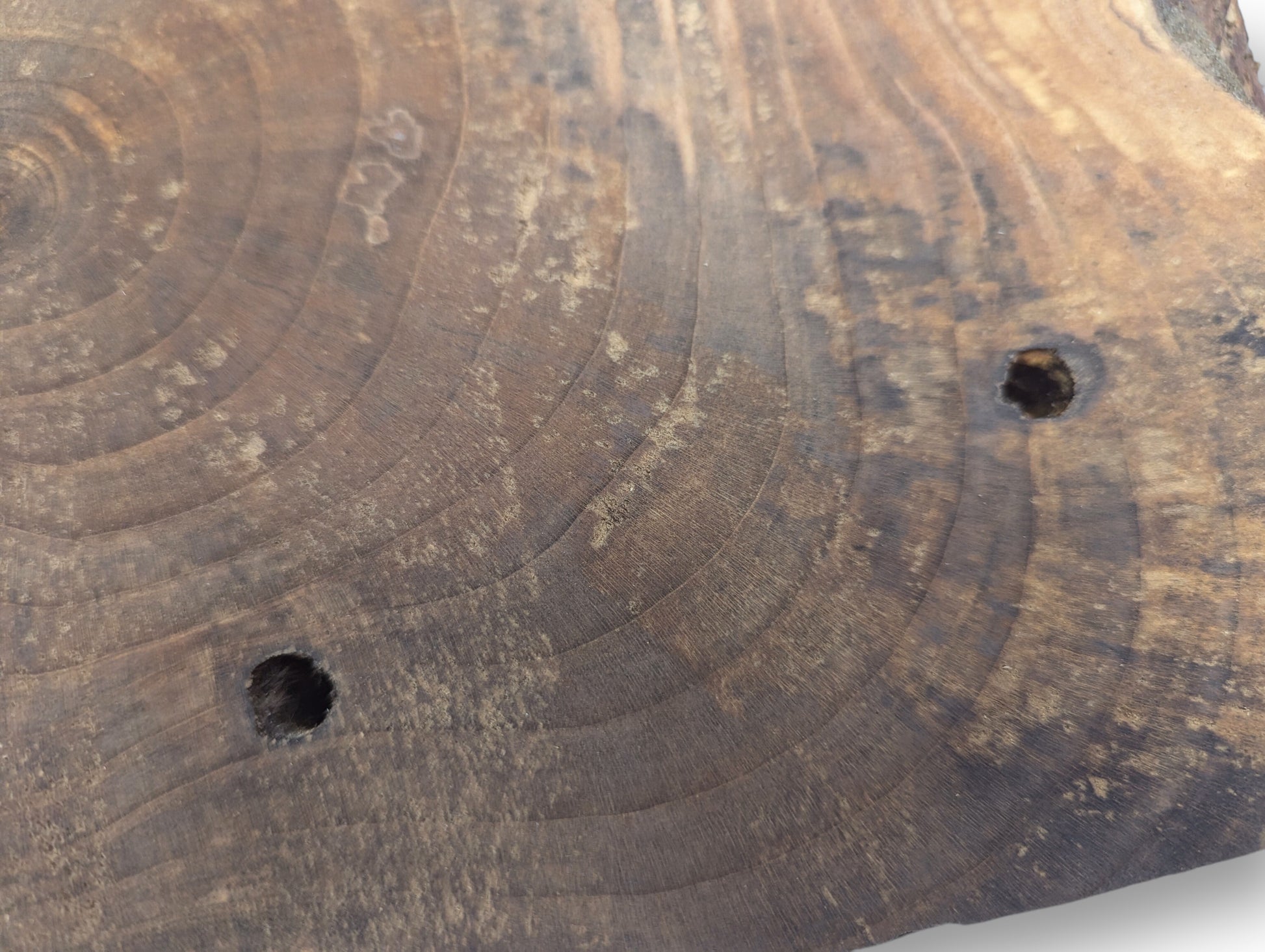 Dark brown wood slice close-up, showing concentric annual rings and two natural knot holes.