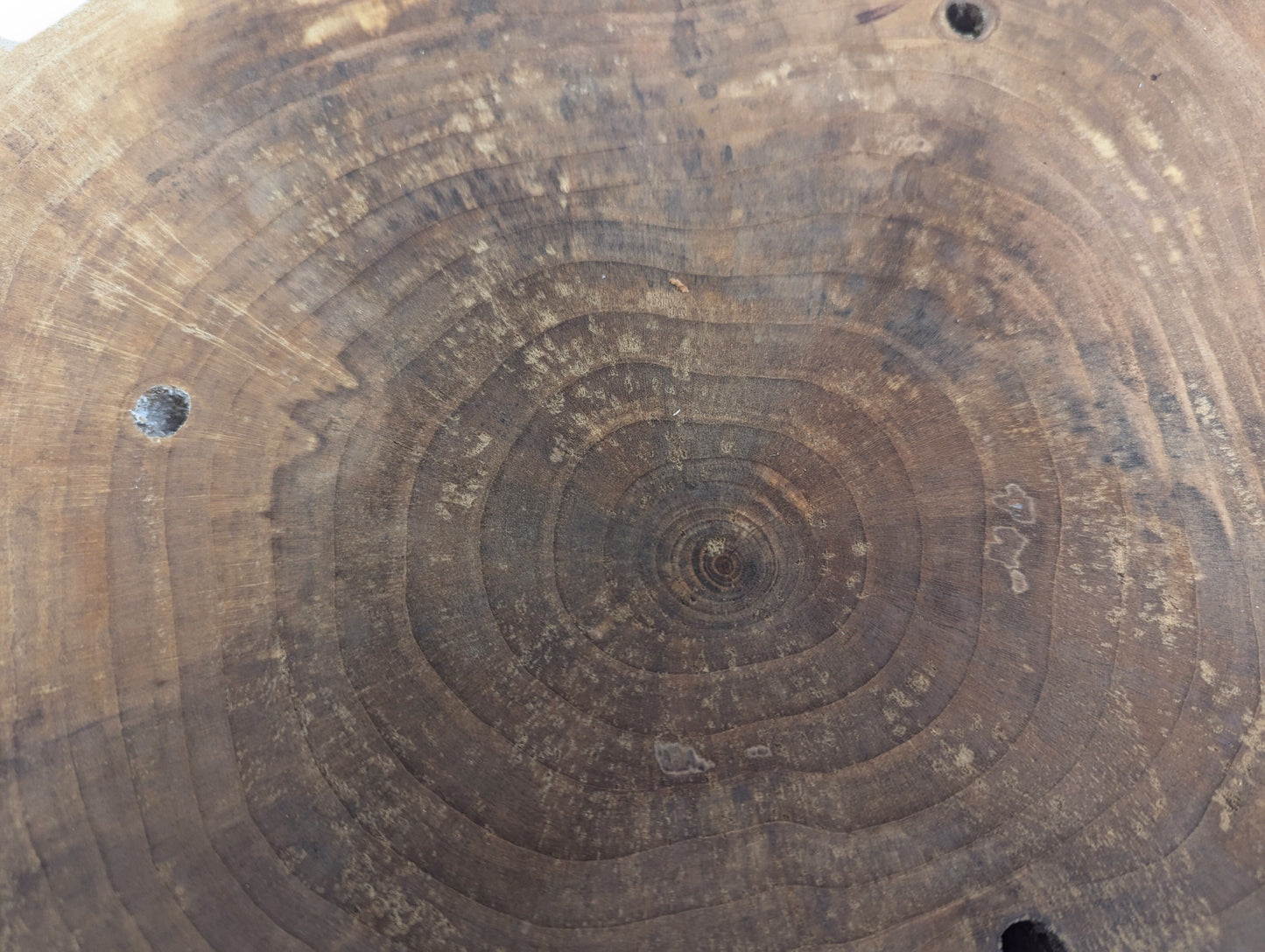 View of a brown wood slice exhibiting distinct concentric annual rings and multiple small surface holes.