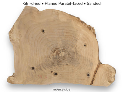 Light-colored, irregular wood slice, with concentric annual rings, four boreholes, and preparation text.