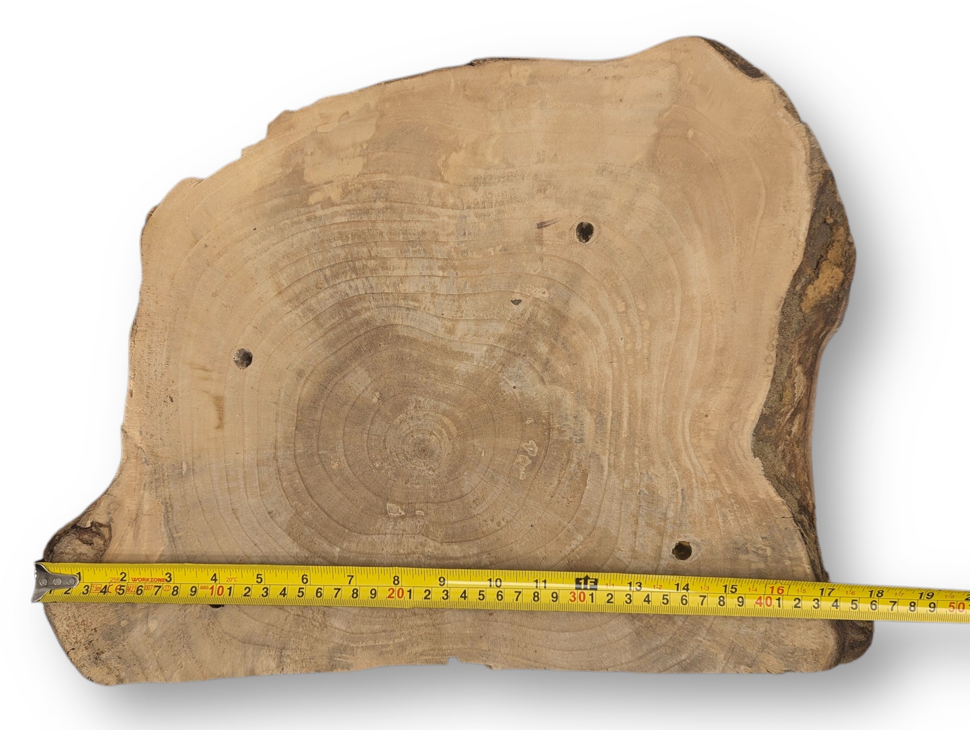 Light brown irregular wood slice shows concentric rings, natural edges, four holes, and a measuring tape.