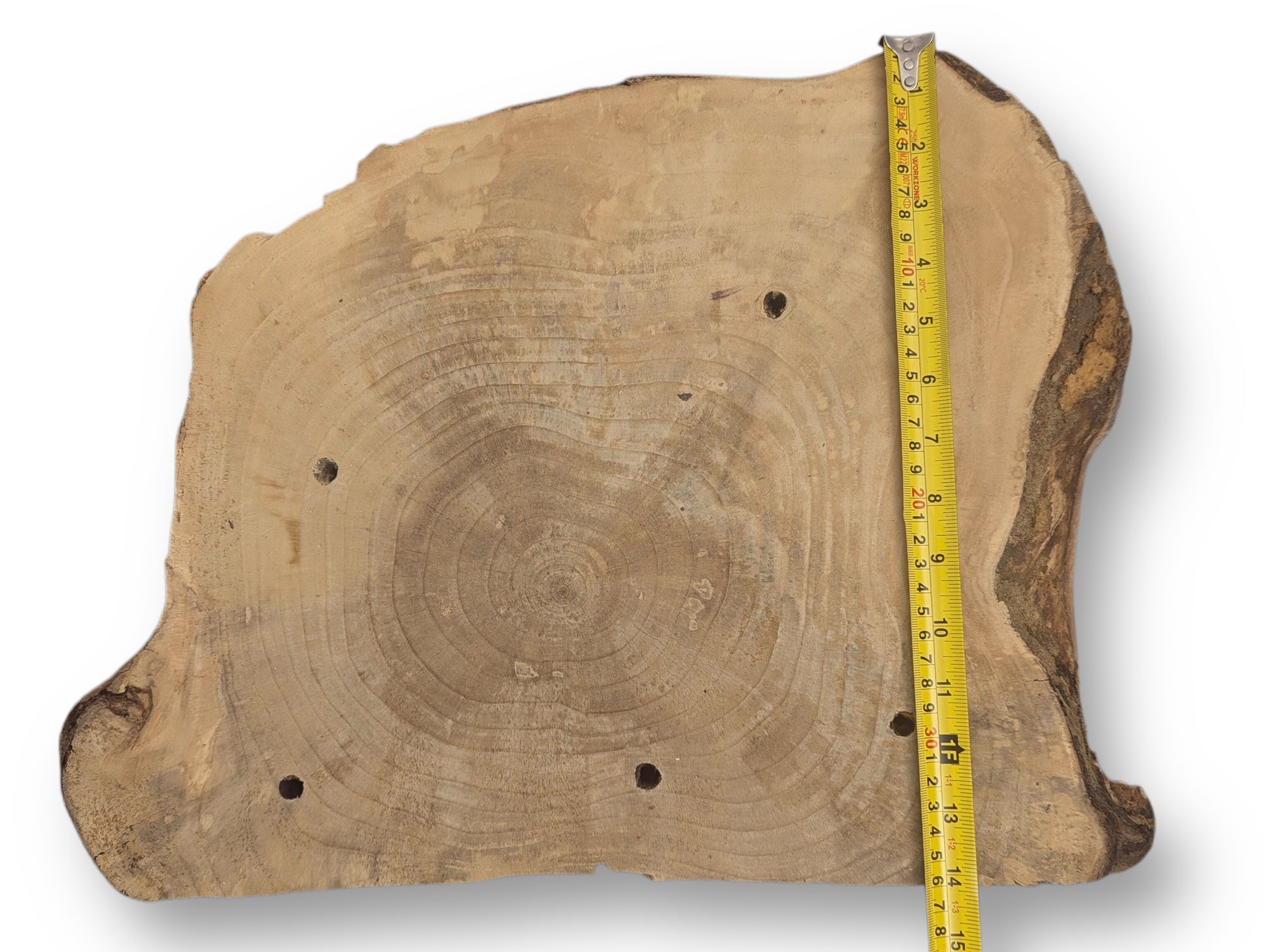 A light brown, irregular wood slice displays prominent annual rings, four holes, and a measuring tape along its edge.