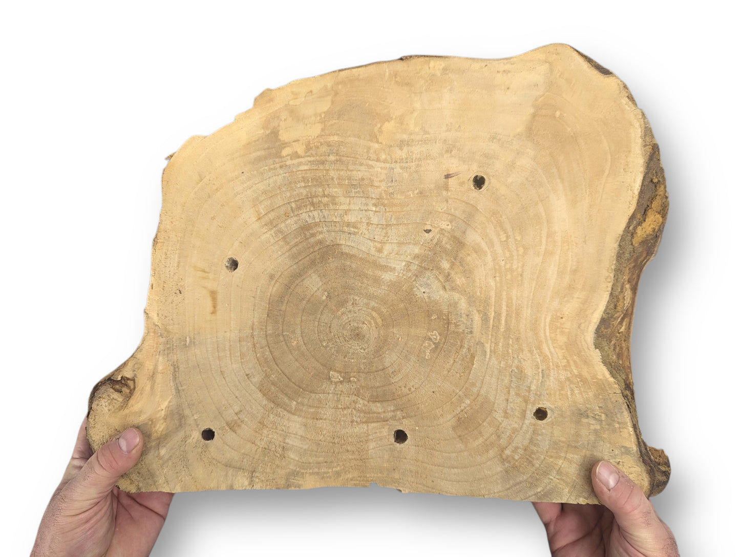 Blonde wood slice, irregular, displaying annual rings and six drilled holes. Hands hold the piece.
