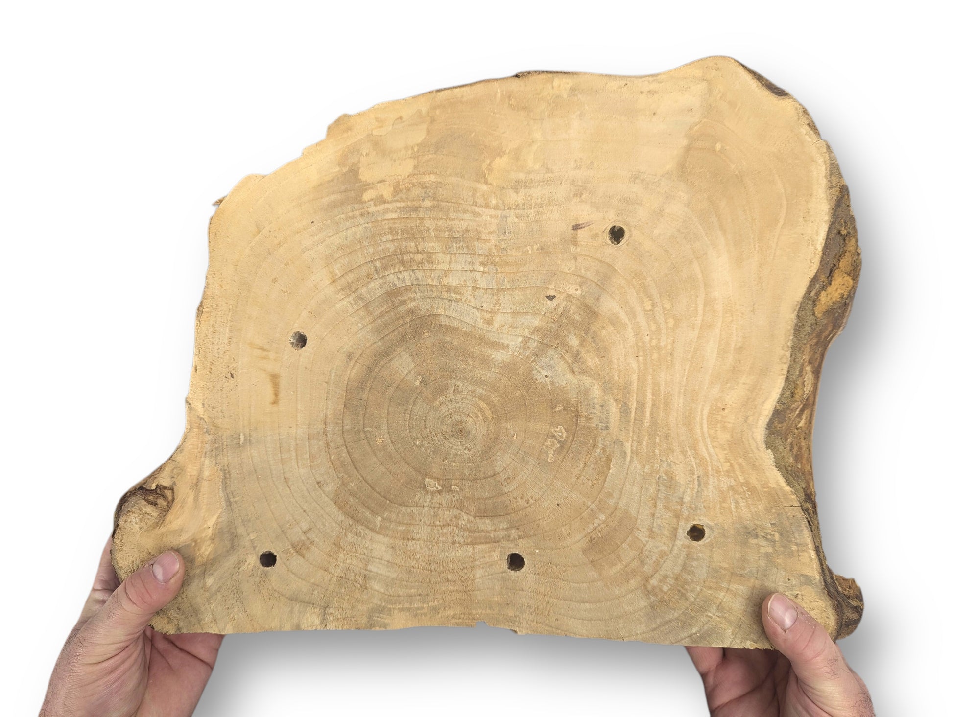 Blonde wood slice, irregular, displaying annual rings and six drilled holes. Hands hold the piece.