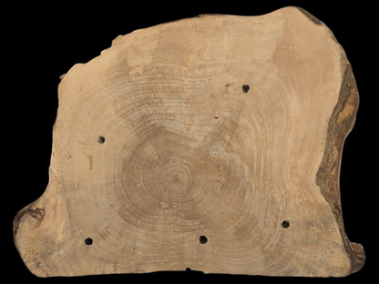 Irregular light brown wood slice with natural edges, displaying prominent annual rings and six small holes.