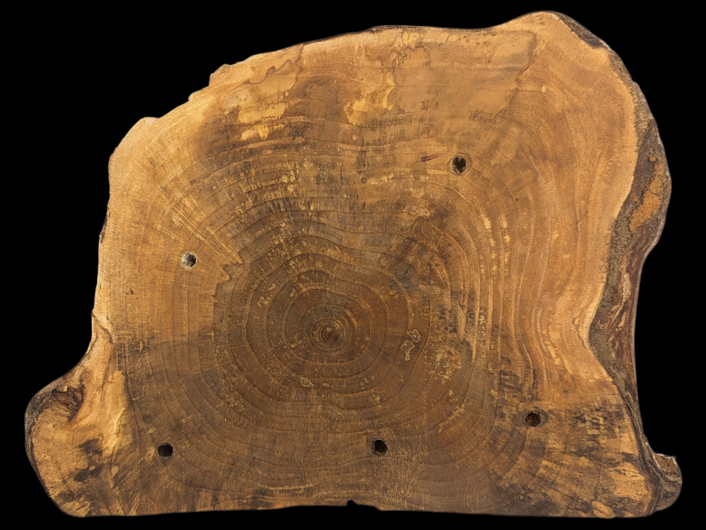 Brown irregular wood slice showing concentric annual rings, natural edges, and four drilled holes.