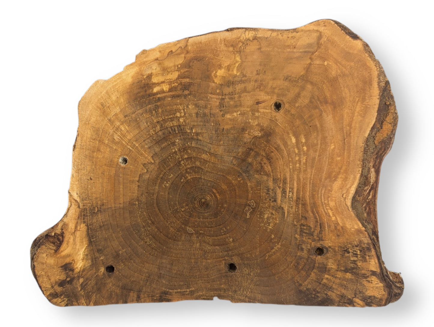 Light brown live edge wood slice, displaying distinct concentric rings and four surface holes.