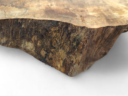 Close-up shows a live edge English walnut root wood slice, with dark textured bark and lighter surface.
