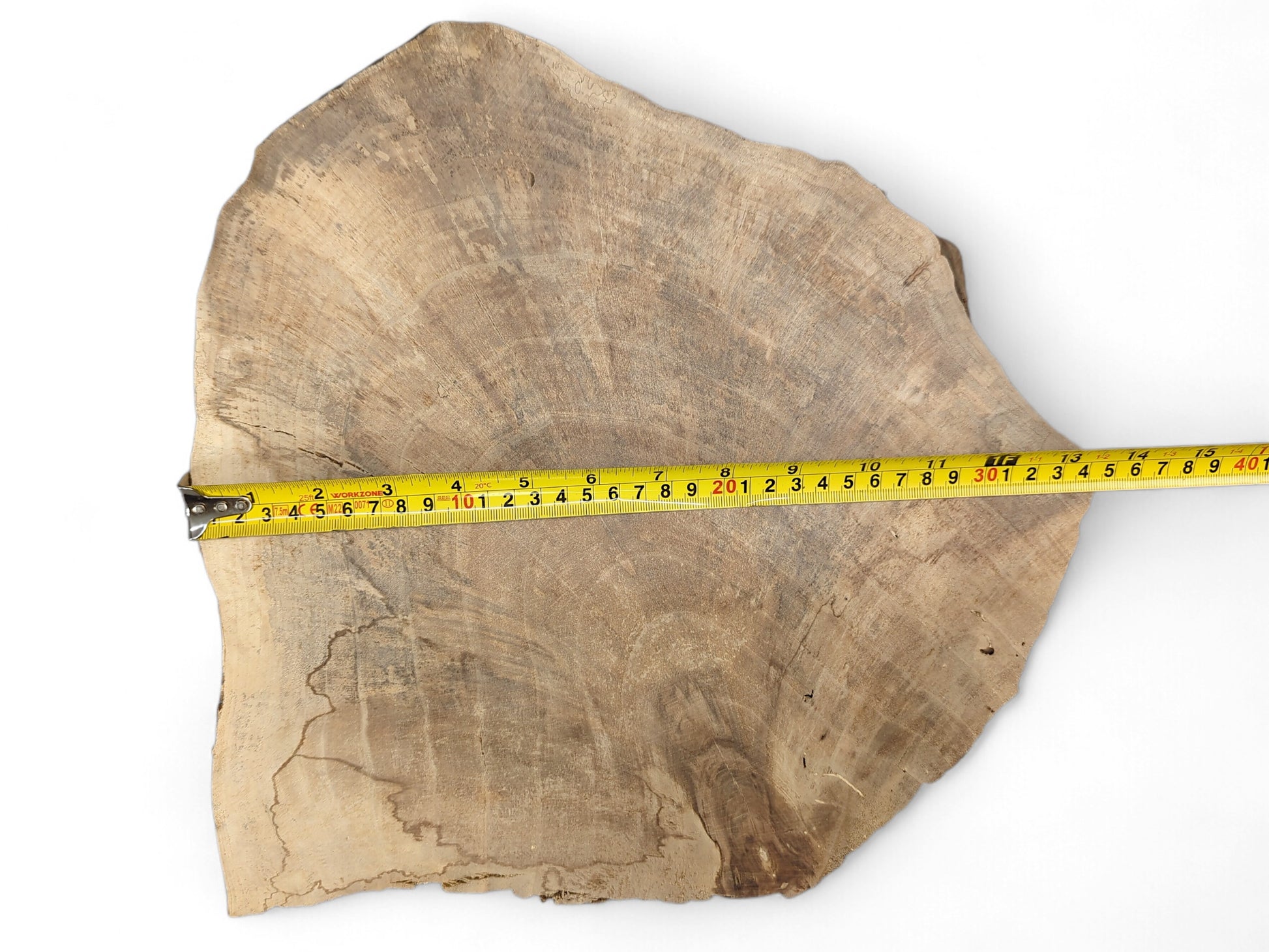 Light brown, irregularly shaped wood slice with visible growth rings, measured by a yellow tape.