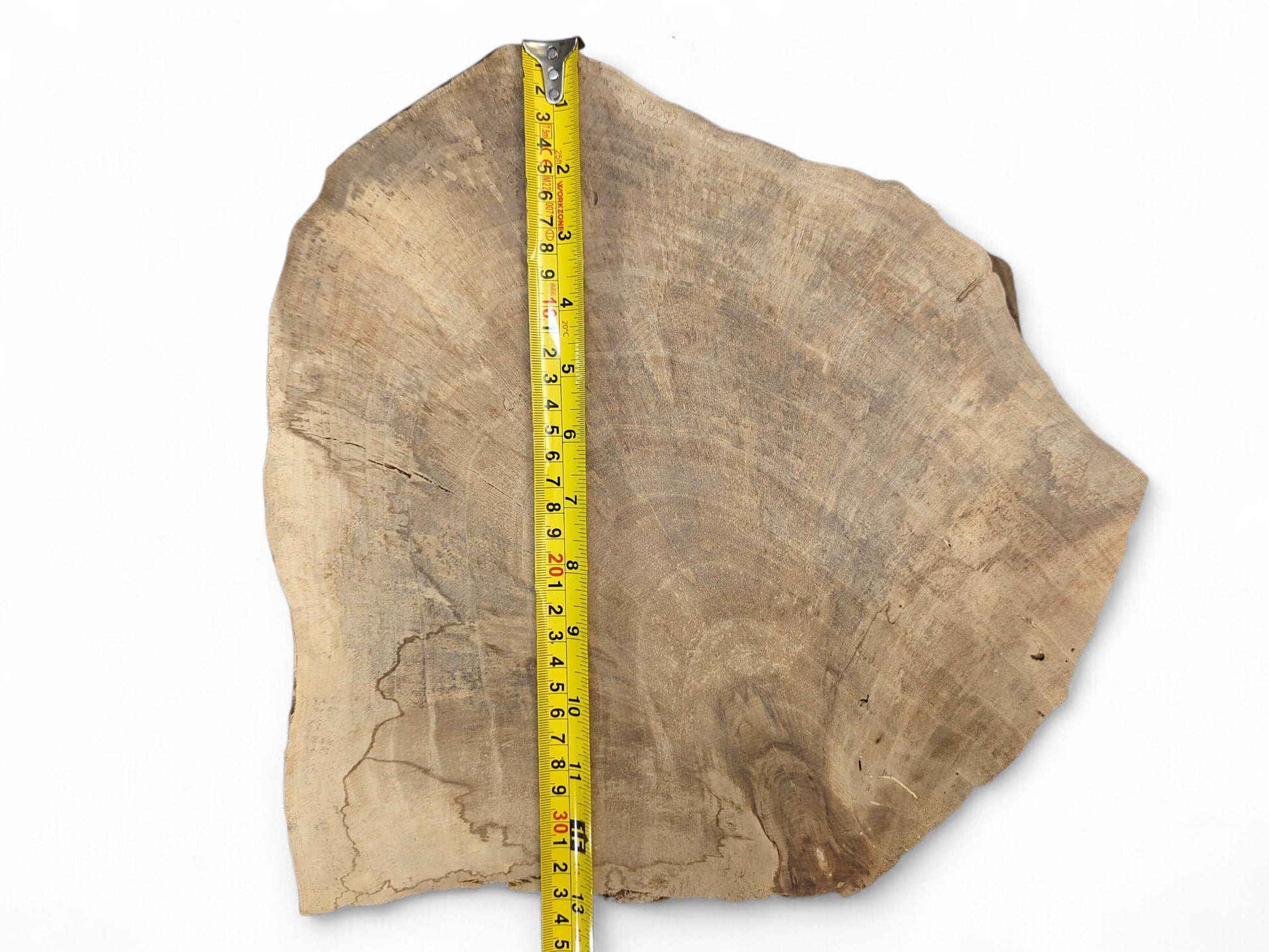 A yellow tape measures this irregularly shaped light brown wood slice showing growth rings.