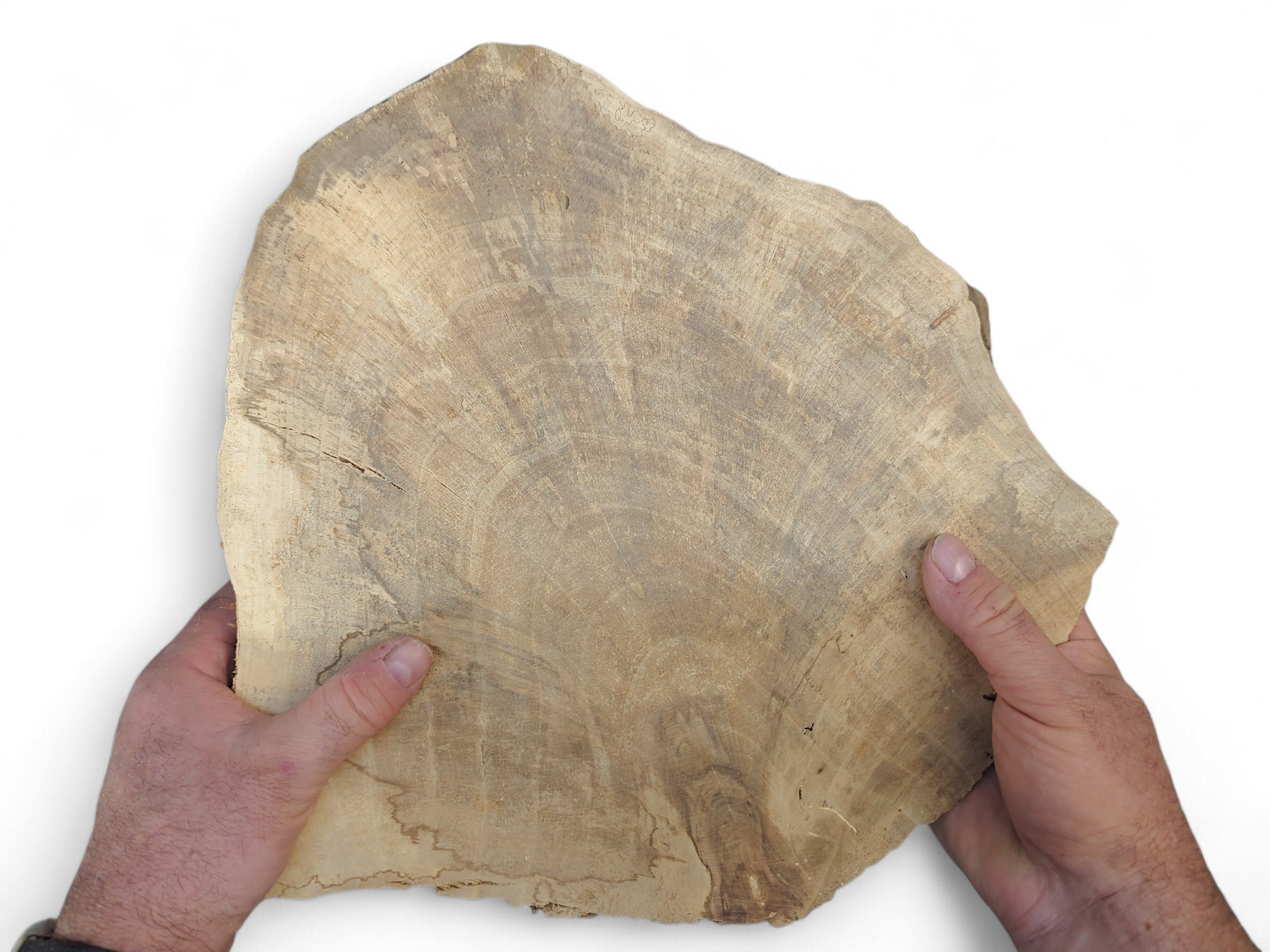Two hands present an irregularly shaped wood slice, light brown with visible annual growth rings.