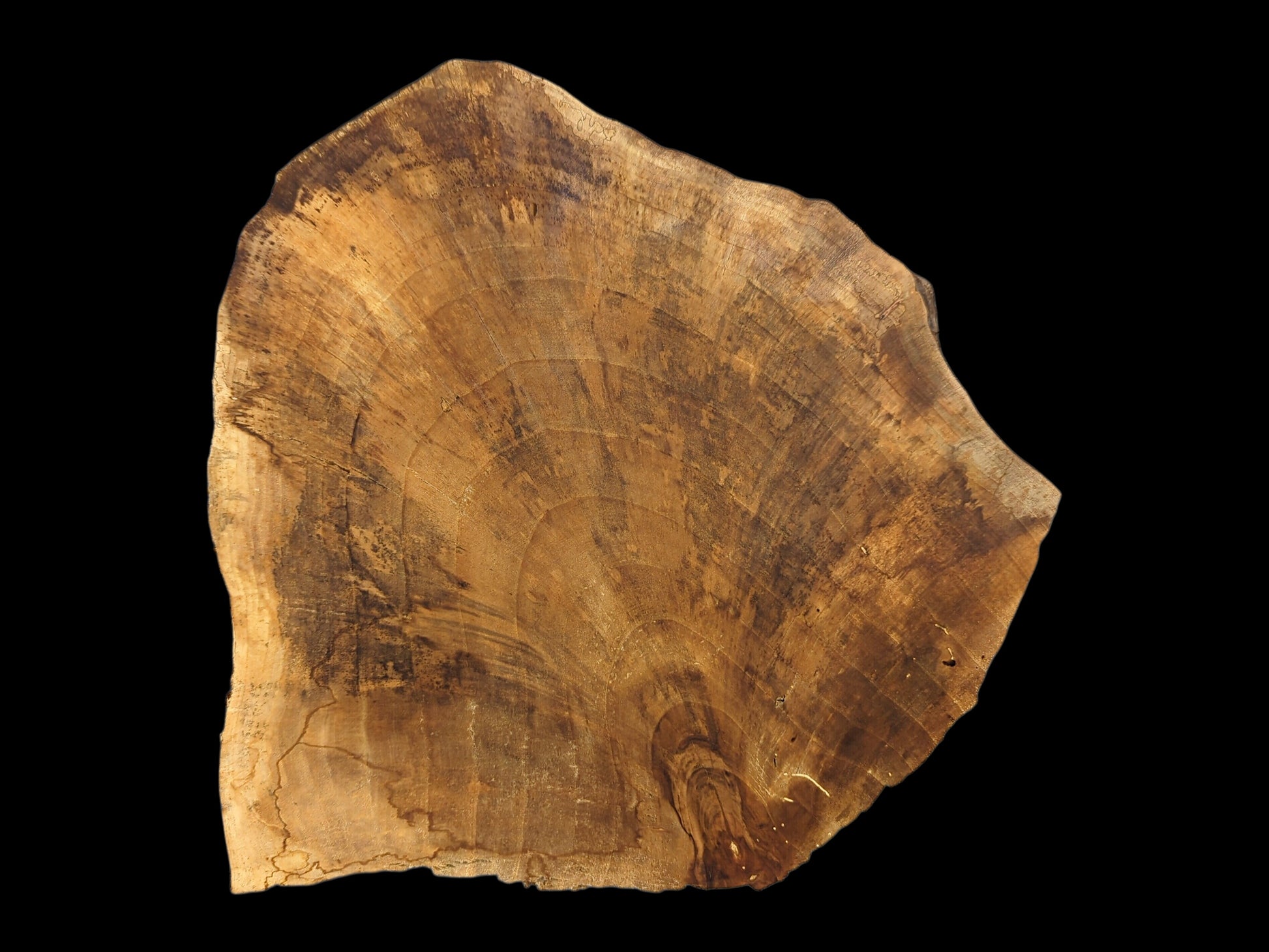 An irregularly shaped live edge English walnut root wood slice displaying distinct annual growth rings and natural coloration.