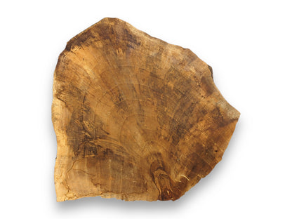 An organically shaped wood slice displays variegated brown tones, prominent growth rings, and natural edges.