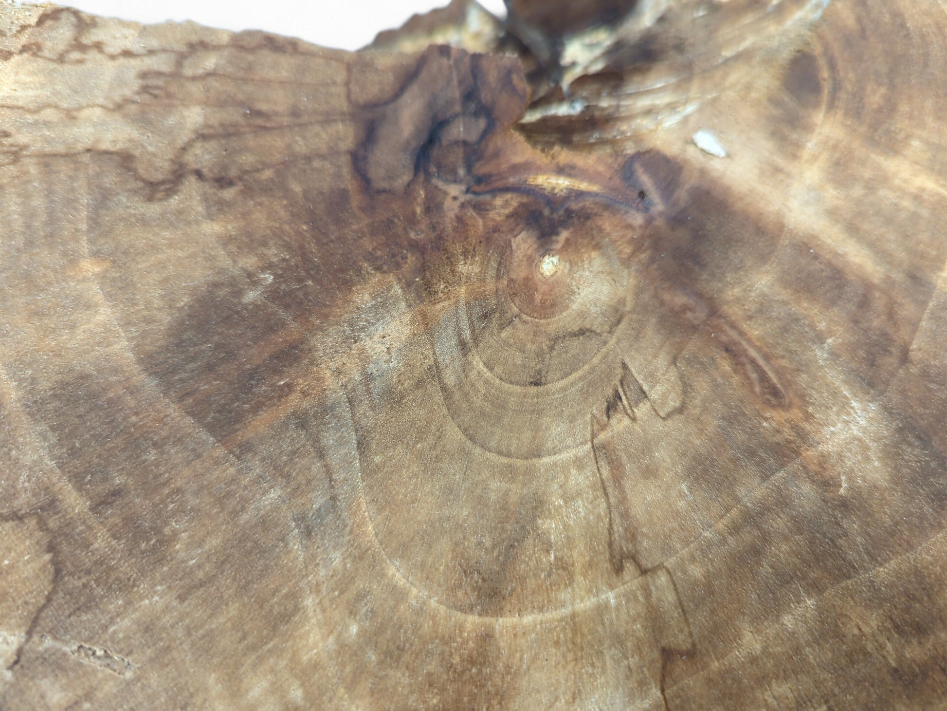Detailed view of an English Walnut wood slice, showing a central knot, growth rings, and dark spalting.