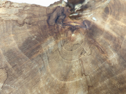 Detailed view of an English Walnut wood slice, showing a central knot, growth rings, and dark spalting.