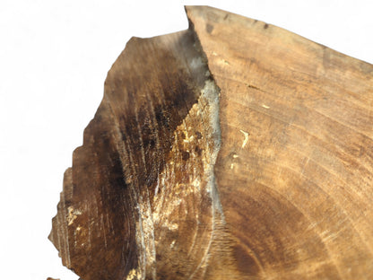 Angled close-up of a brown wood slice showing a jagged natural edge and concentric growth rings.