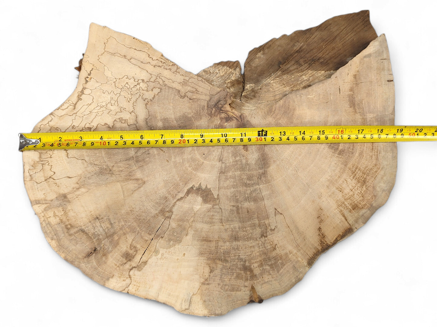 An irregular light brown English Walnut wood slice displays spalting and a yellow measuring tape across its width.
