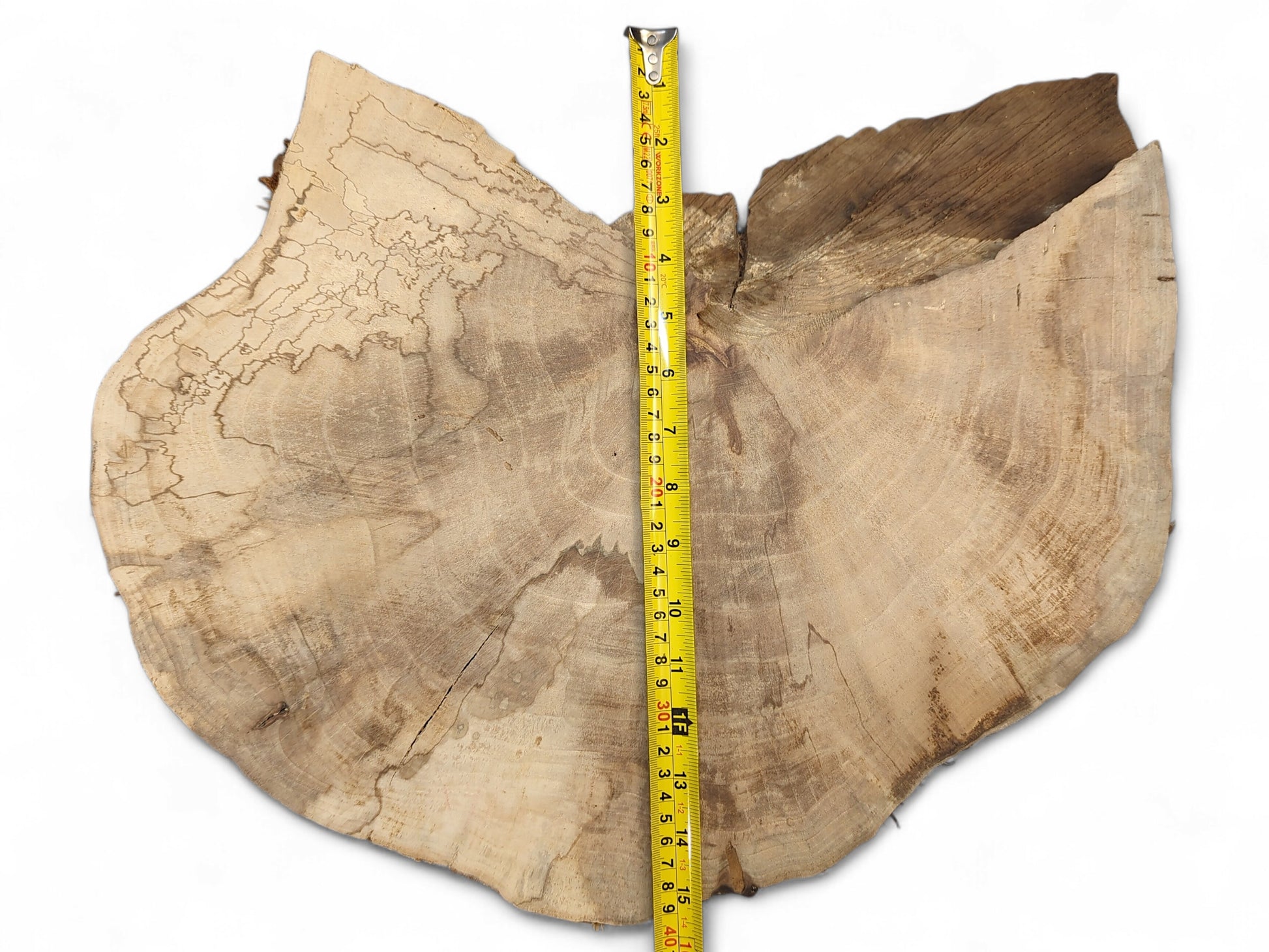 Light brown English Walnut root wood slice with irregular shape, prominent spalting, and a central yellow measuring tape.