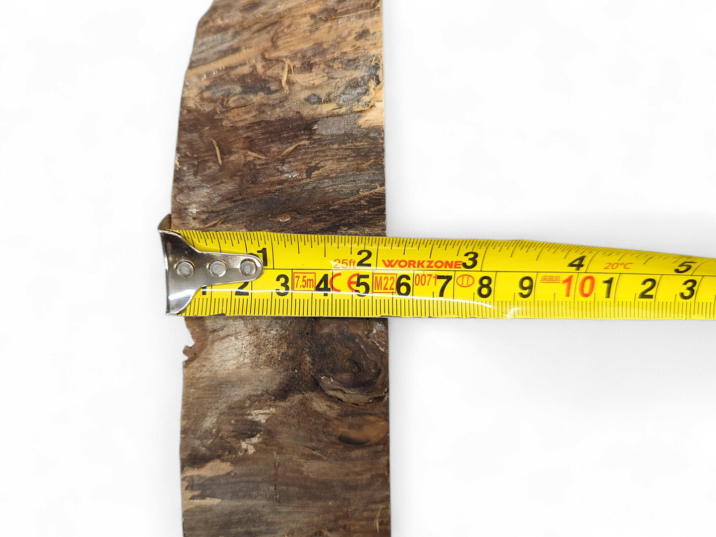 A rough, dark brown English Walnut wood slice with an irregular edge, measured by a yellow WORKZONE tape.