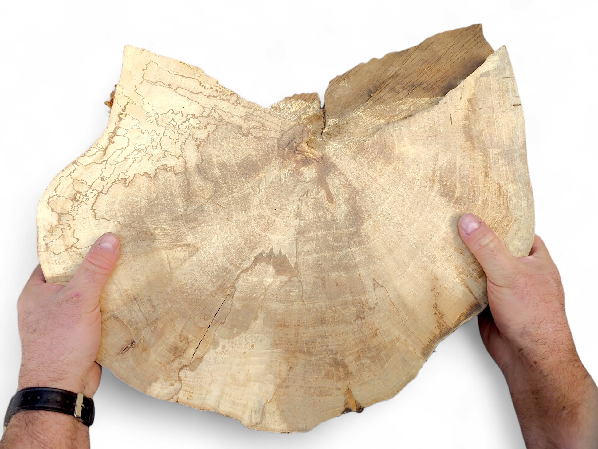 Light-colored English Walnut root wood slice held by hands, showing growth rings, natural cracks, and spalting.