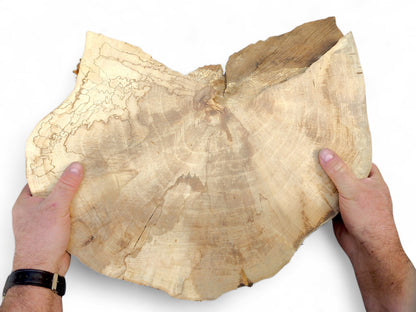 Light-colored English Walnut root wood slice held by hands, showing growth rings, natural cracks, and spalting.