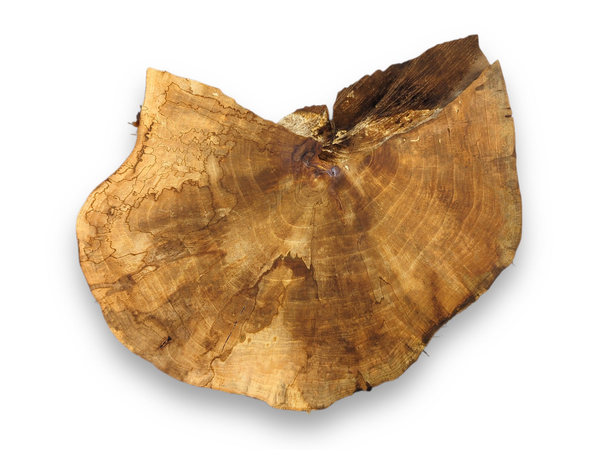 This irregular light brown English Walnut root wood slice displays prominent spalting and annual growth rings.