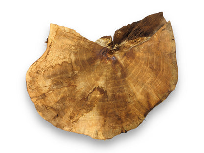 This irregular light brown English Walnut root wood slice displays prominent spalting and annual growth rings.