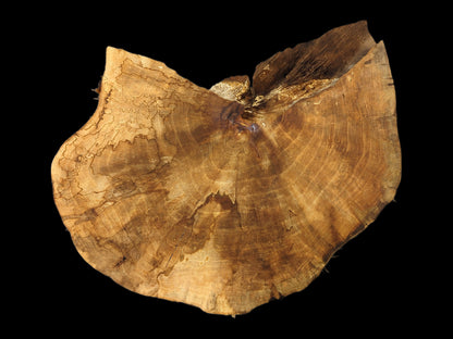 Irregularly shaped English Walnut root wood slice with growth rings and spalting on a black background.