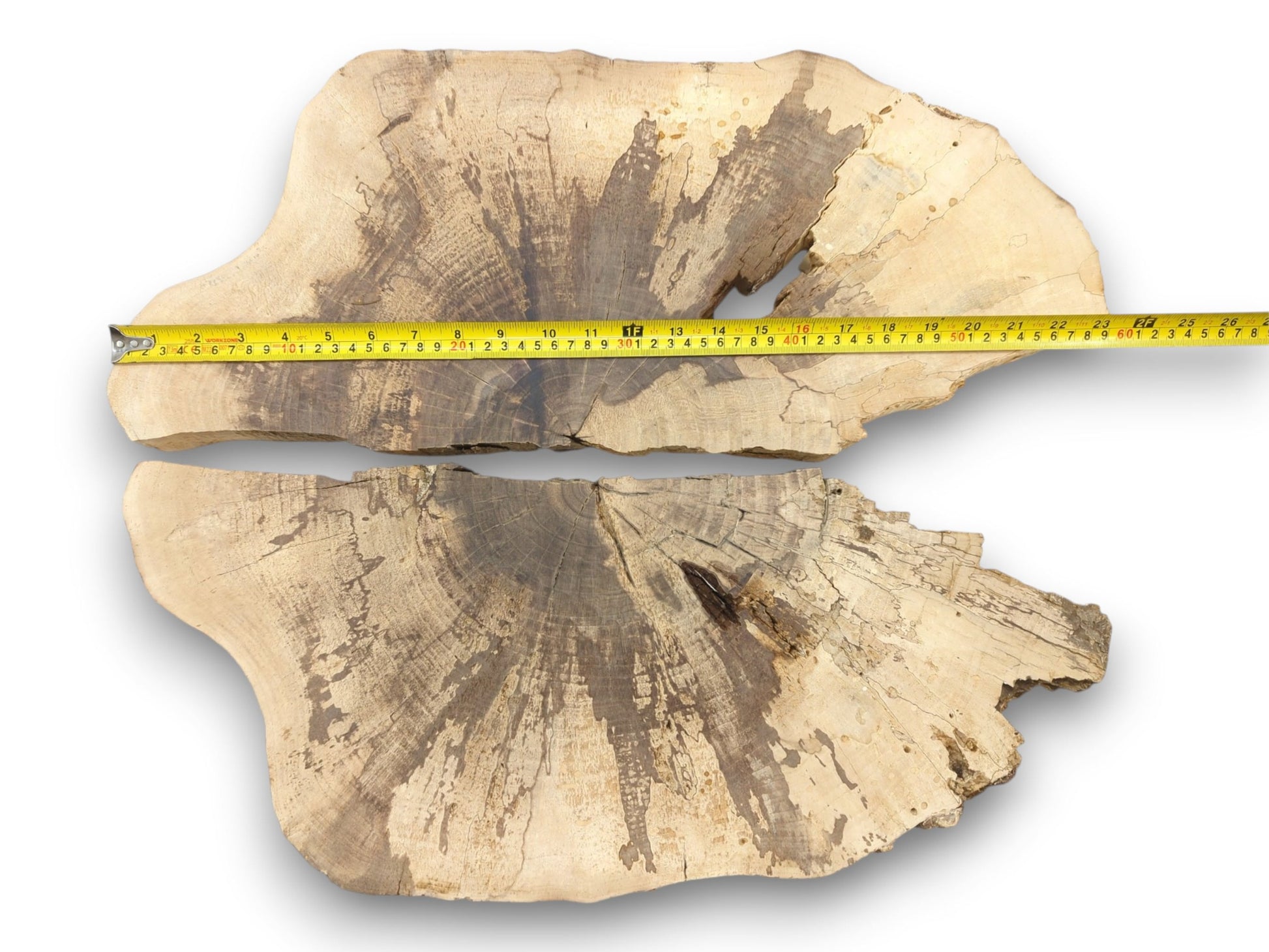 Two walnut cross-sections with starburst grain patterns, laid out with a tape measure showing their width.