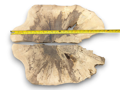 Two walnut cross-sections with starburst grain patterns, laid out with a tape measure showing their width.