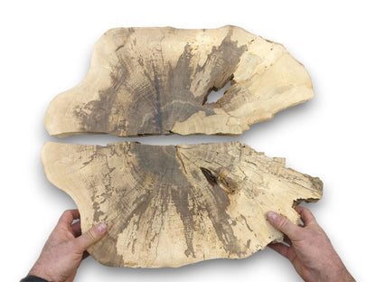 A pair of hands holds one of two irregularly shaped walnut slabs with radiating dark grains.