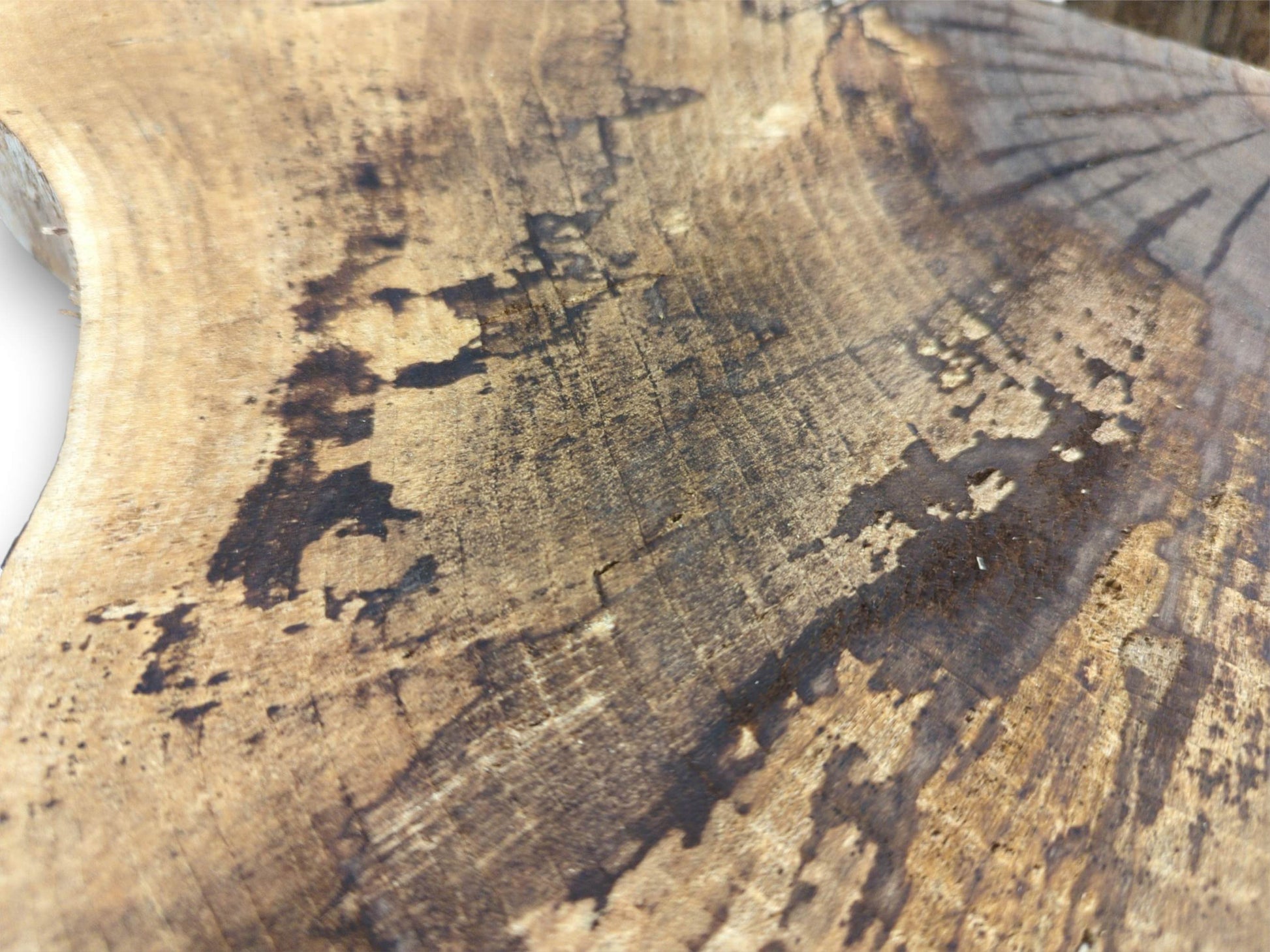 A tight, angled photograph of a walnut slab's surface, showing growth rings and dark mineral streaks.