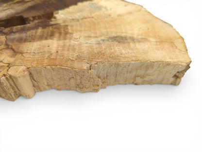 A low-angle view of a walnut wood slab focuses on its rugged, unprocessed edge and surface cracks.