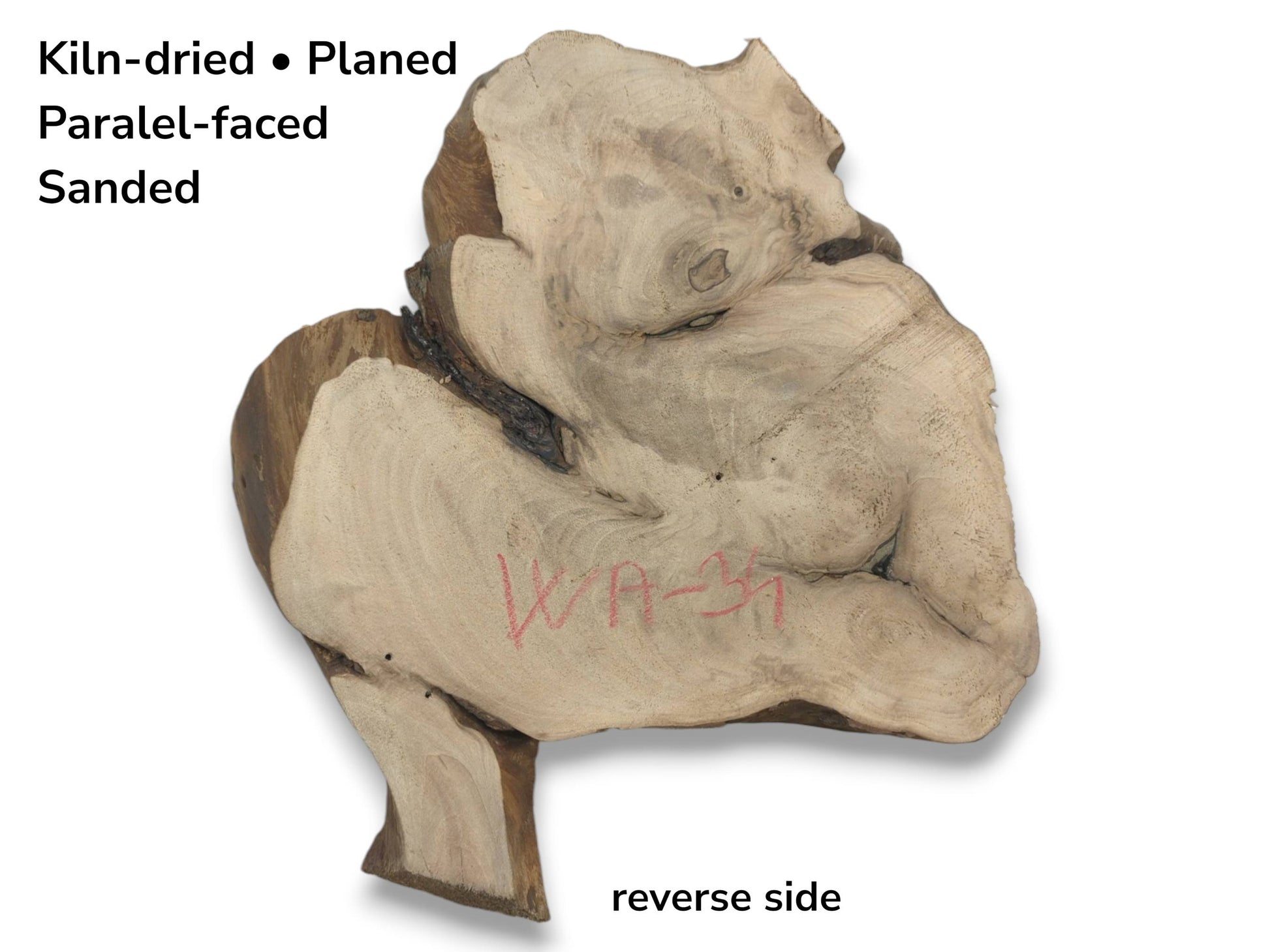 The reverse side of a planed walnut root slab showing its irregular shape and red 'WA-31' marking.