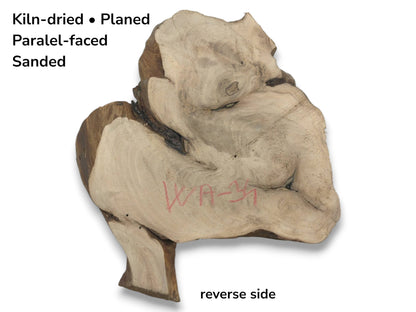 The reverse side of a planed walnut root slab showing its irregular shape and red 'WA-31' marking.
