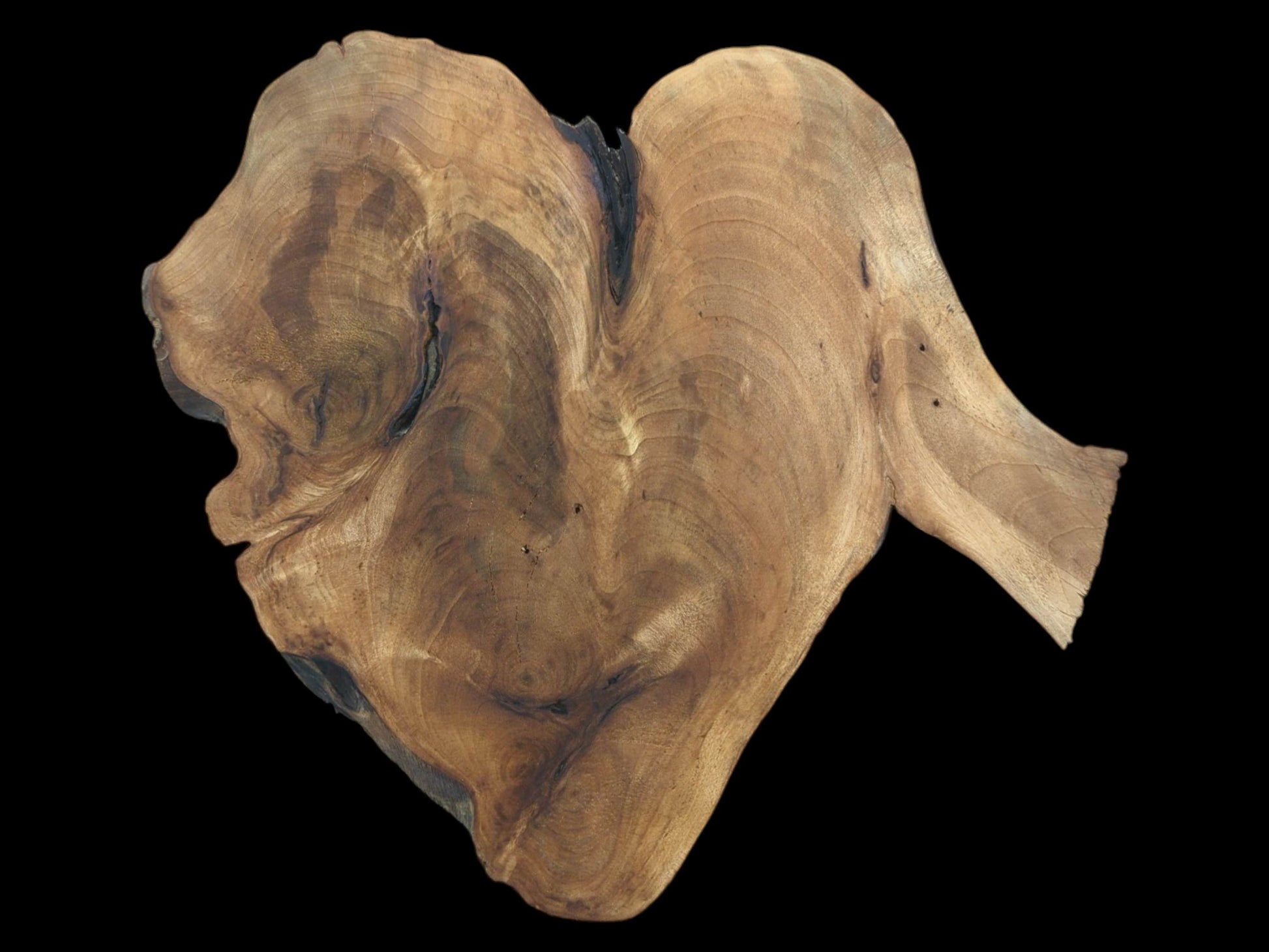 A dry, planed walnut root slab with a heart-like shape, swirling brown grains, and a wing-like extension.