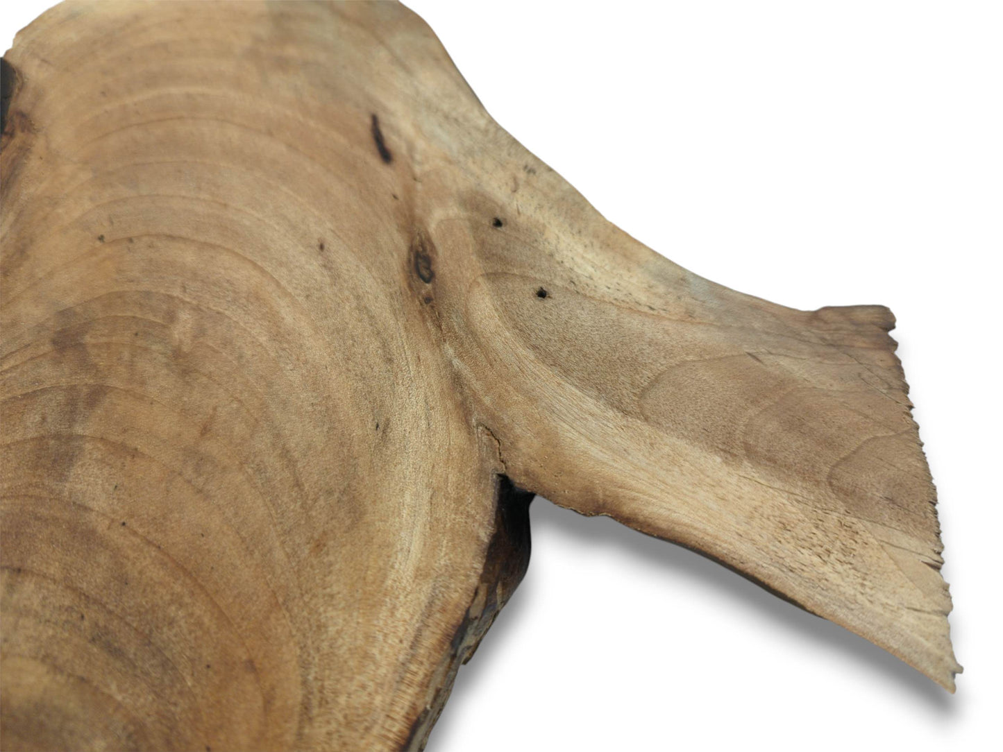 An angled close-up of a light brown walnut root slab, detailing its concentric grain and raw-edged wing.