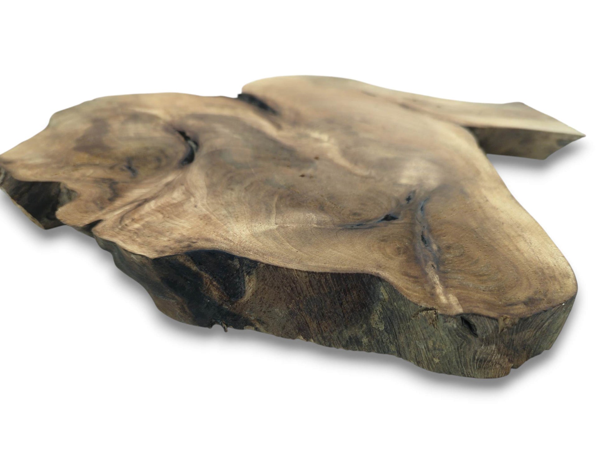 A low-angle view of an irregular walnut root slab, emphasizing its thick, raw edge and grained surface.